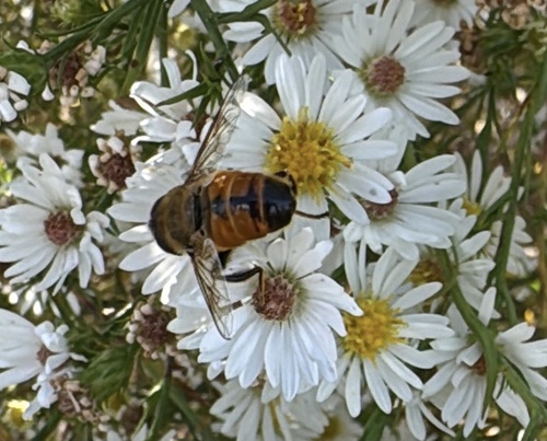 Unknown species found near Middleton, WI, US
