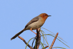Chapin's Apalis photo 1