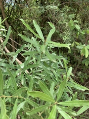 Euclea schimperi schimperi