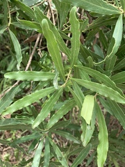 Euclea schimperi schimperi