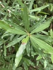 Euclea schimperi schimperi