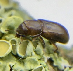 Orthocis alni