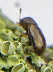 Orthocis alni