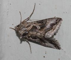 Cornutiplusia circumflexa