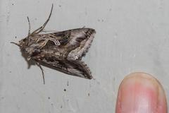 Cornutiplusia circumflexa