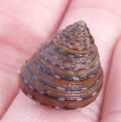 Calliostoma tricolor
