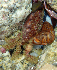 Paraxanthias taylori