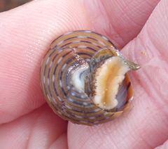 Calliostoma tricolor