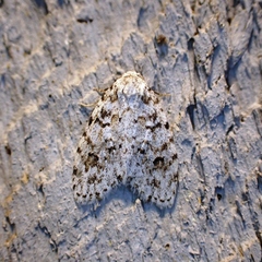 Clemensia ochreata