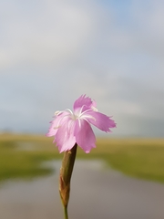 Dianthus mooiensis