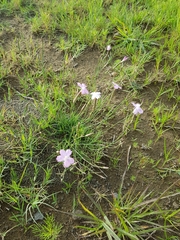 Dianthus mooiensis