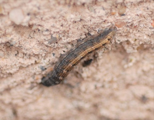 Straw Underwing
