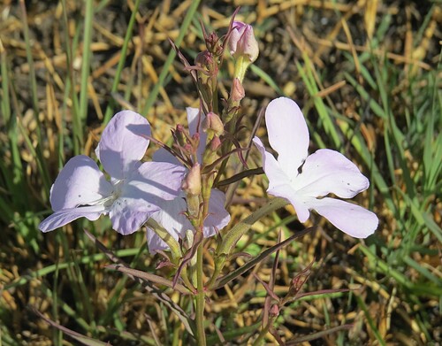 Vlei Ink-flower (Cycnium tubulosum)