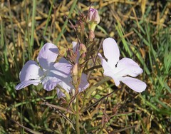Cycnium tubulosum, photograph (c) Gerry van Tonder, some rights reserved (CC BY)