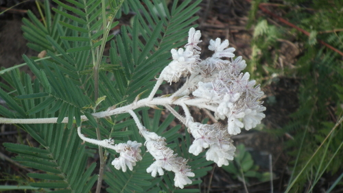 Lanaria lanata (Lanaria lanata)