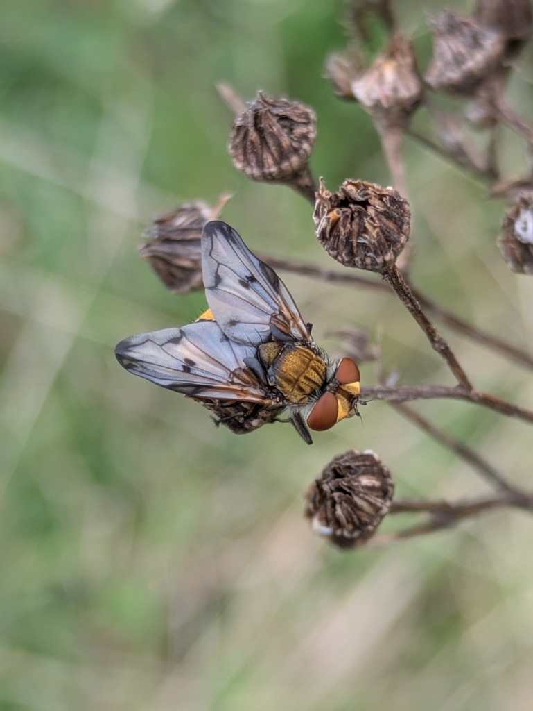 Ectophasia crassipennis