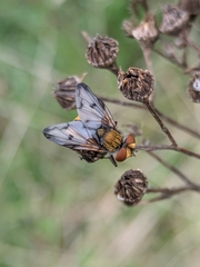 Ectophasia crassipennis