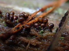 Trichia botrytis