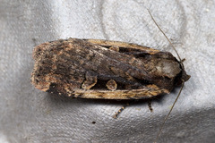 Eueretagrotis sigmoides