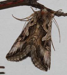 Cornutiplusia circumflexa