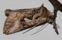 Cornutiplusia circumflexa