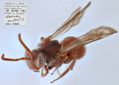 Nomada australis