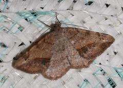 Chiasmia brongusaria