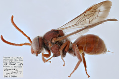 Nomada australis