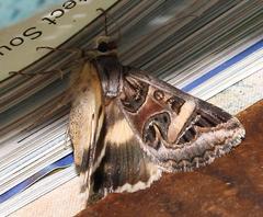 Cerocala vermiculosa