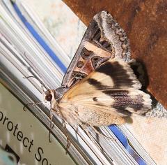 Cerocala vermiculosa