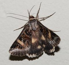 Cerocala vermiculosa