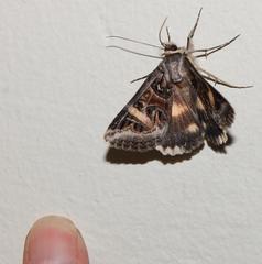 Cerocala vermiculosa