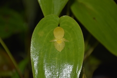 Pleurothallis chicalensis