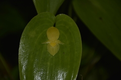 Pleurothallis chicalensis