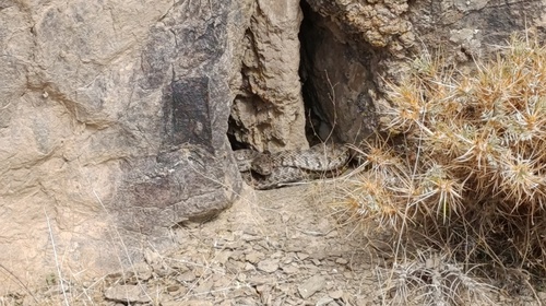 Spotted Whip Snake