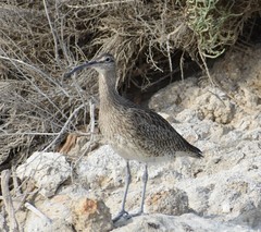 Numenius phaeopus