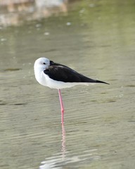 Himantopus himantopus