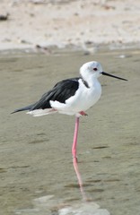 Himantopus himantopus