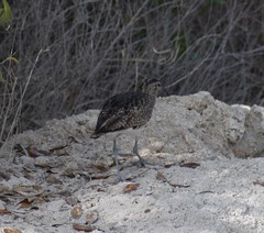 Numenius phaeopus