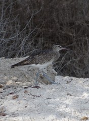 Numenius phaeopus