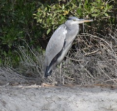 Ardea cinerea