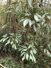 Crateva adansonii formosensis