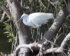 Egretta gularis