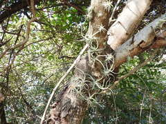 Tillandsia caput-medusae
