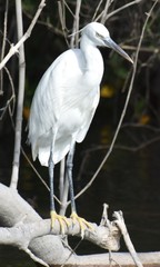 Egretta gularis