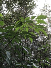 Crateva adansonii formosensis