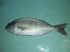 Spondyliosoma cantharus