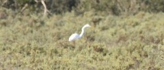 Ardea alba