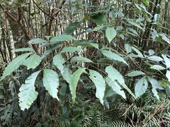 Crateva adansonii formosensis