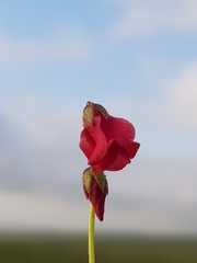 Hermannia erodioides